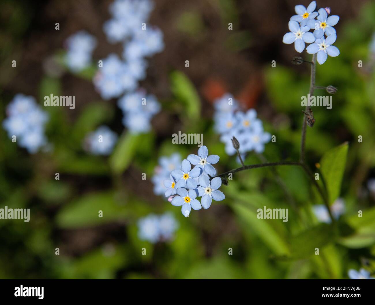 Forget-me-nots flowers, Myosotis scorpioides Stock Photo