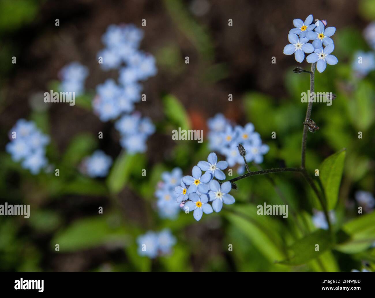 Forget-me-nots flowers, Myosotis scorpioides Stock Photo