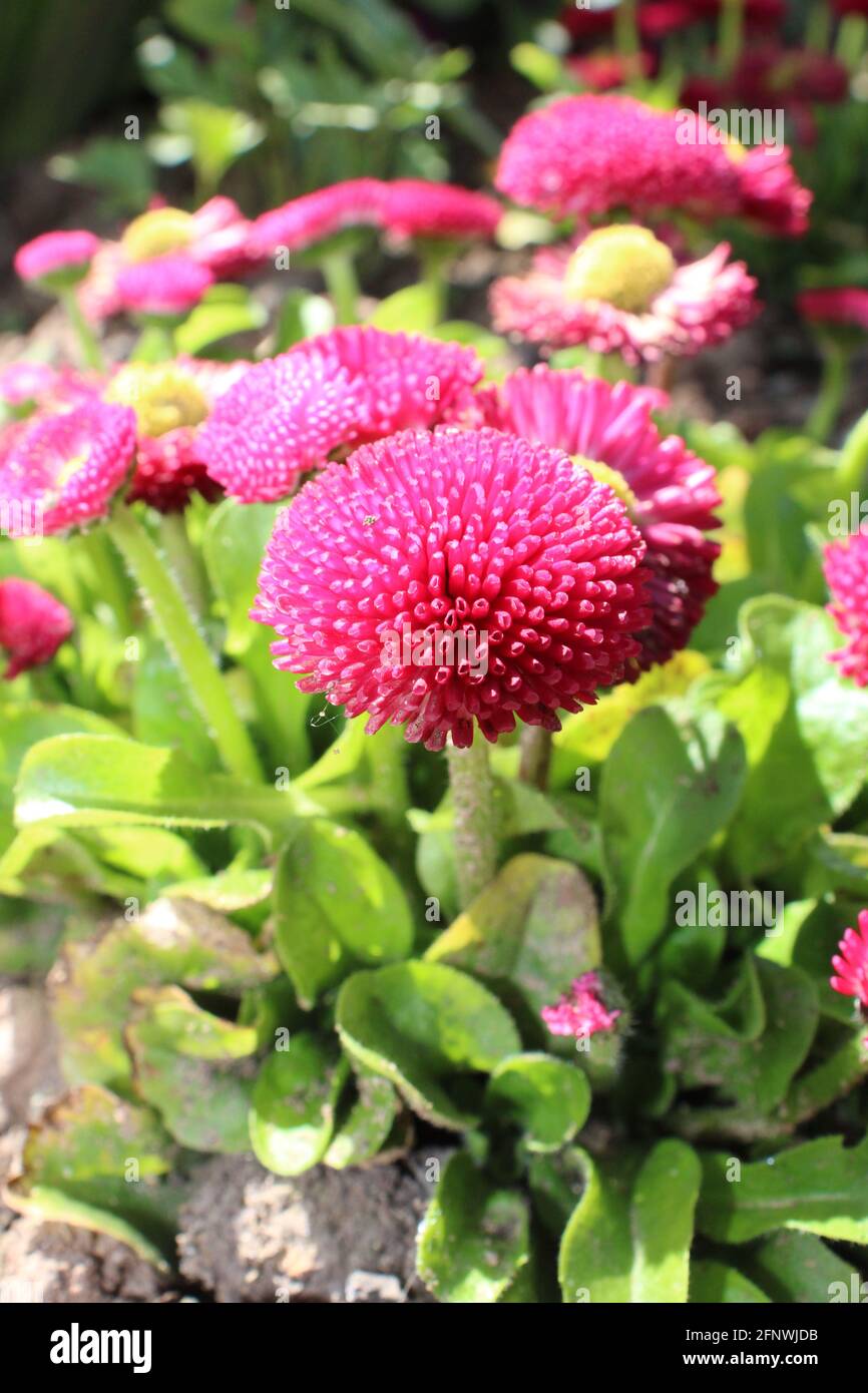 Solid pink daisy Bellis Perennis, gardening background Stock Photo