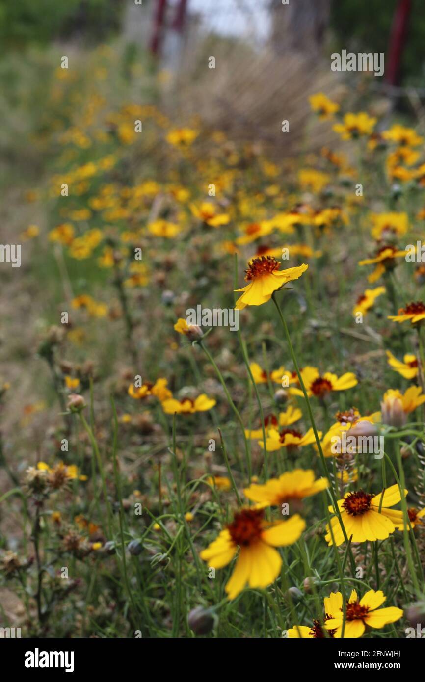 Daisies along a dirt path in West Texas Stock Photo