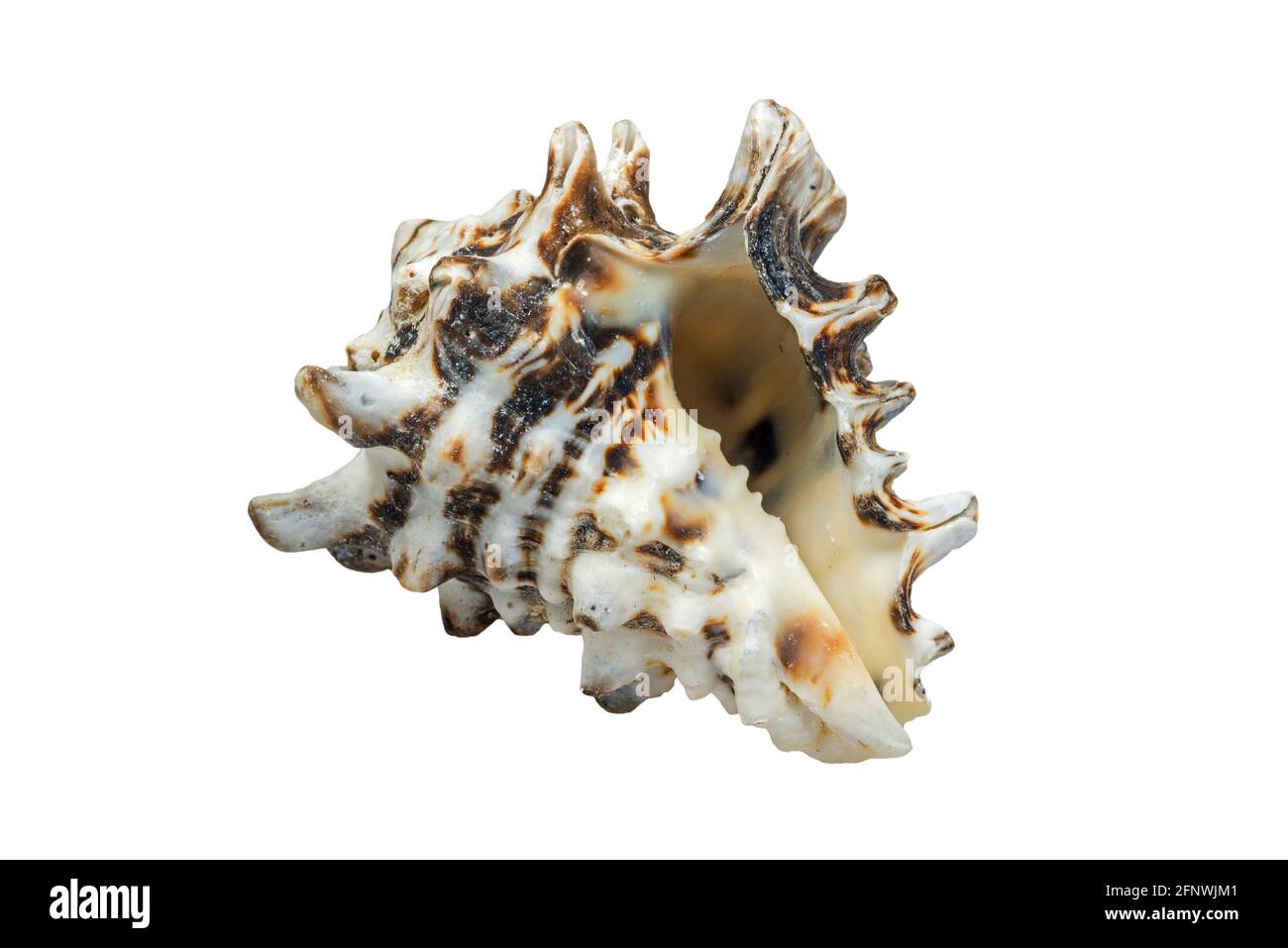 Vasum turbinellus, tropical sea snail, marine gastropod mollusk native to the Indo-Pacific Ocean on white background Stock Photo