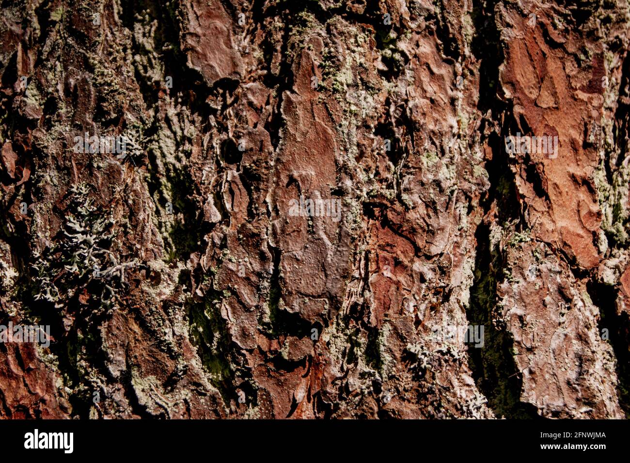 The texture of the bark of a tree. A tree in the forest Stock Photo - Alamy