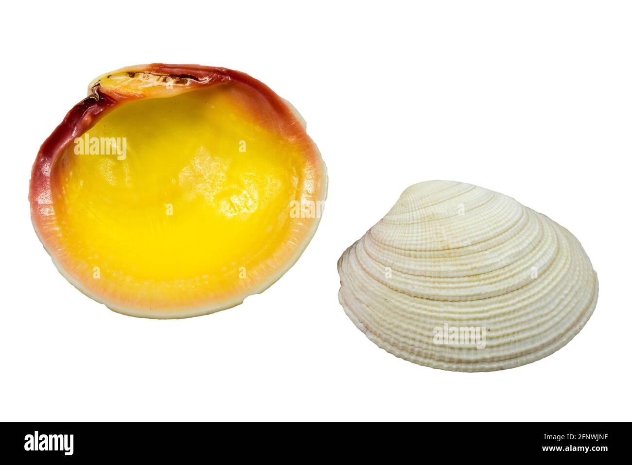 Pacific tiger lucine (Codakia tigerina), tropical saltwater clams, marine bivalve molluscs native to the Indo-Pacific Ocean on white background Stock Photo