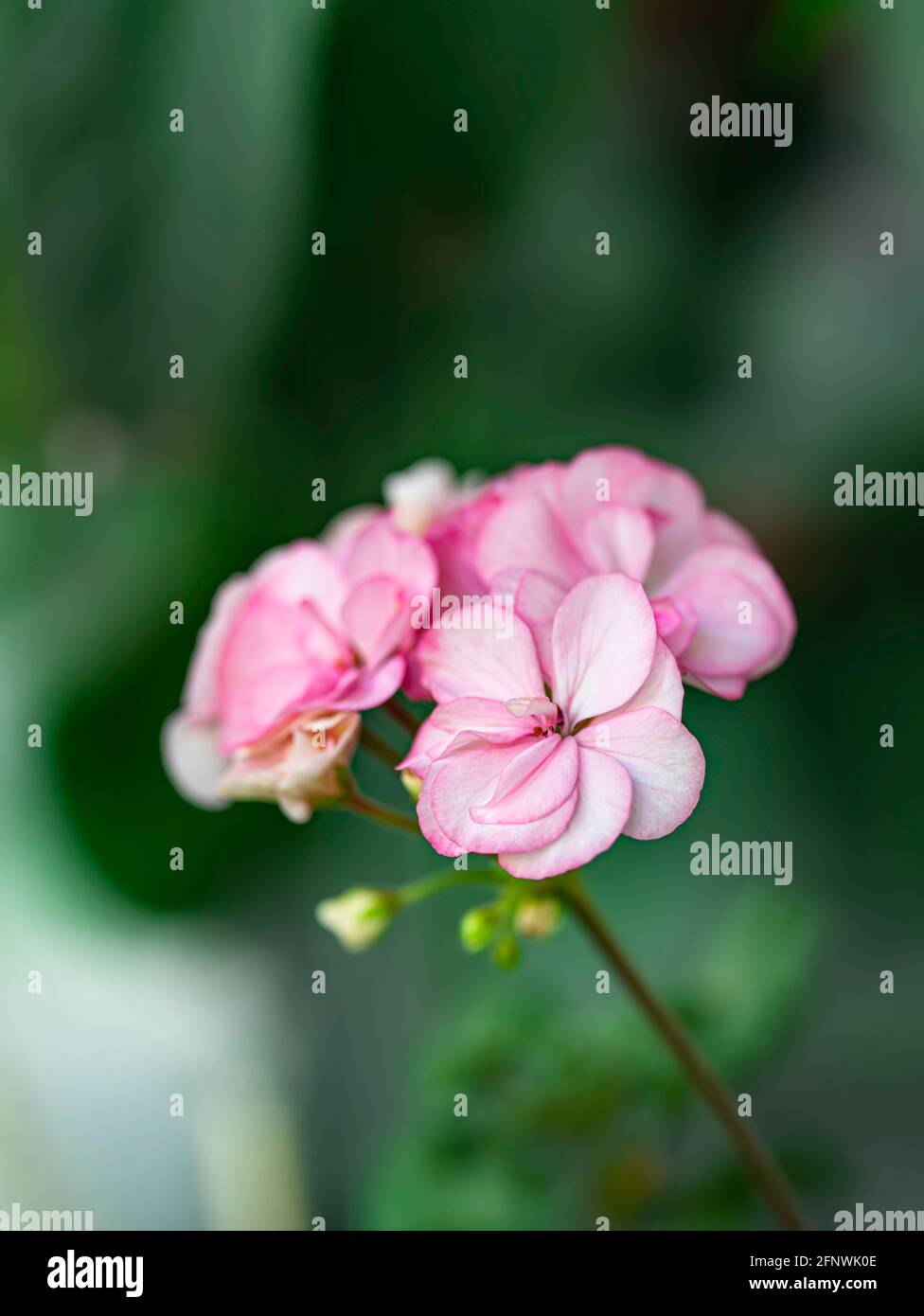 Pink pelargonium, also known as geranium. Gentle pink flowers of pelargonium, ornamental and medicinal plant. Pelargonium, Geranium. Stock Photo