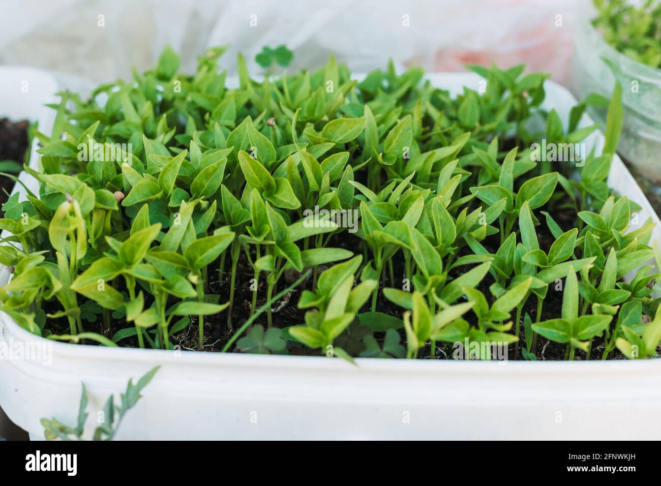 Prepare pot for planting hires stock photography and images Alamy