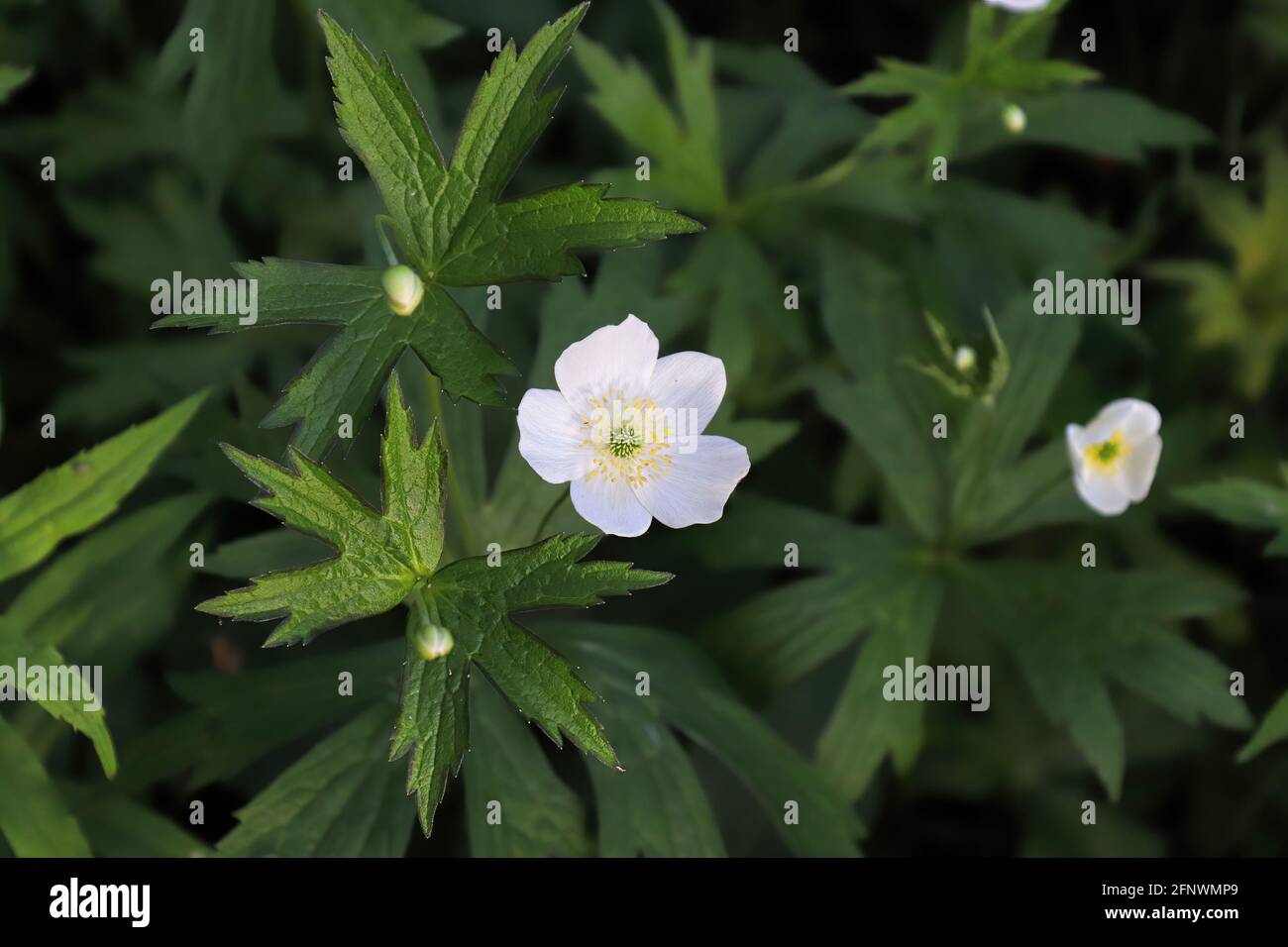Closeup of wild Anemone growing in the Candian forest Stock Photo