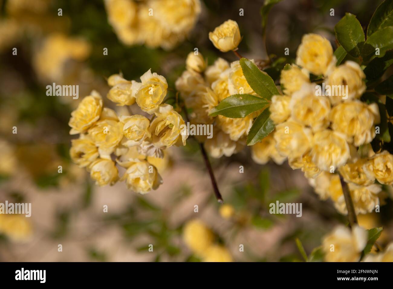 Rosa Banksiae Lutea (Yellow Banks' rose Stock Photo Alamy