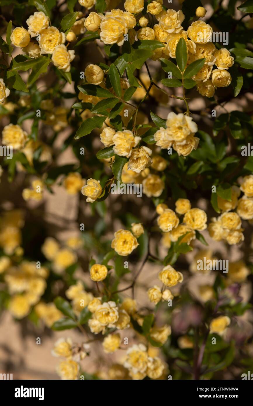 Mass of roses Rosa Banksiae Lutea (Yellow Banks' rose Stock Photo Alamy