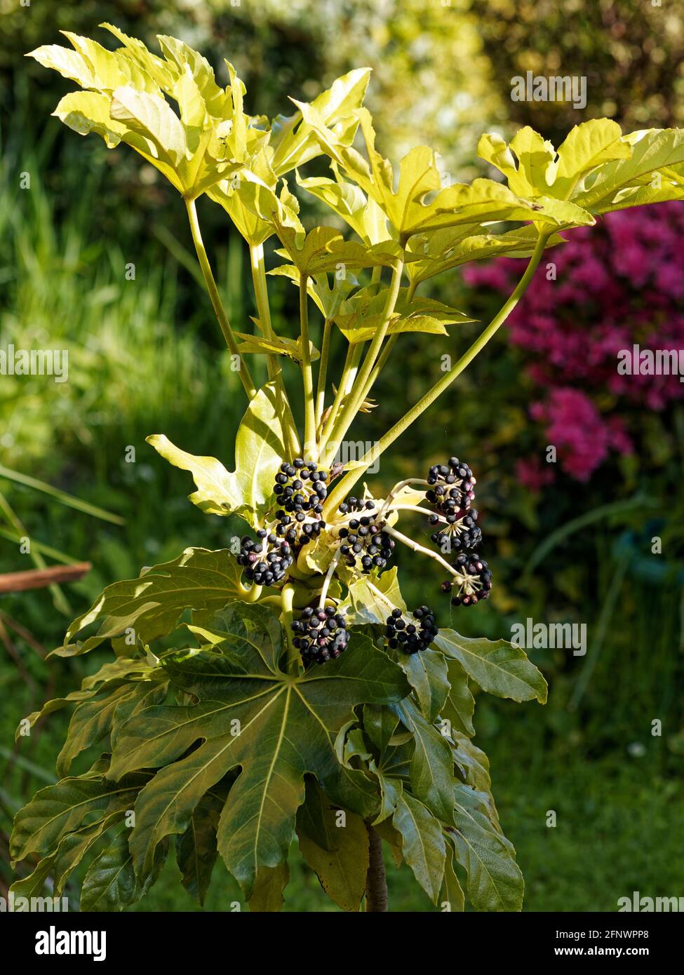 Japonica (Araliaceae) Plant Stock Photo