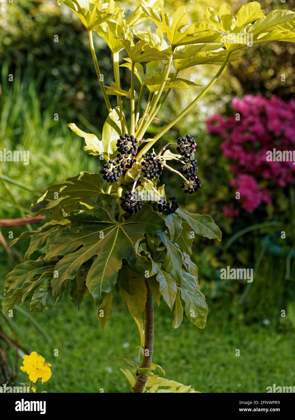 Japonica (Araliaceae) Plant Stock Photo