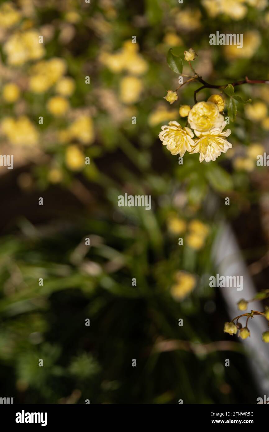 Rosa Banksiae Lutea (Yellow Banks' rose Stock Photo Alamy