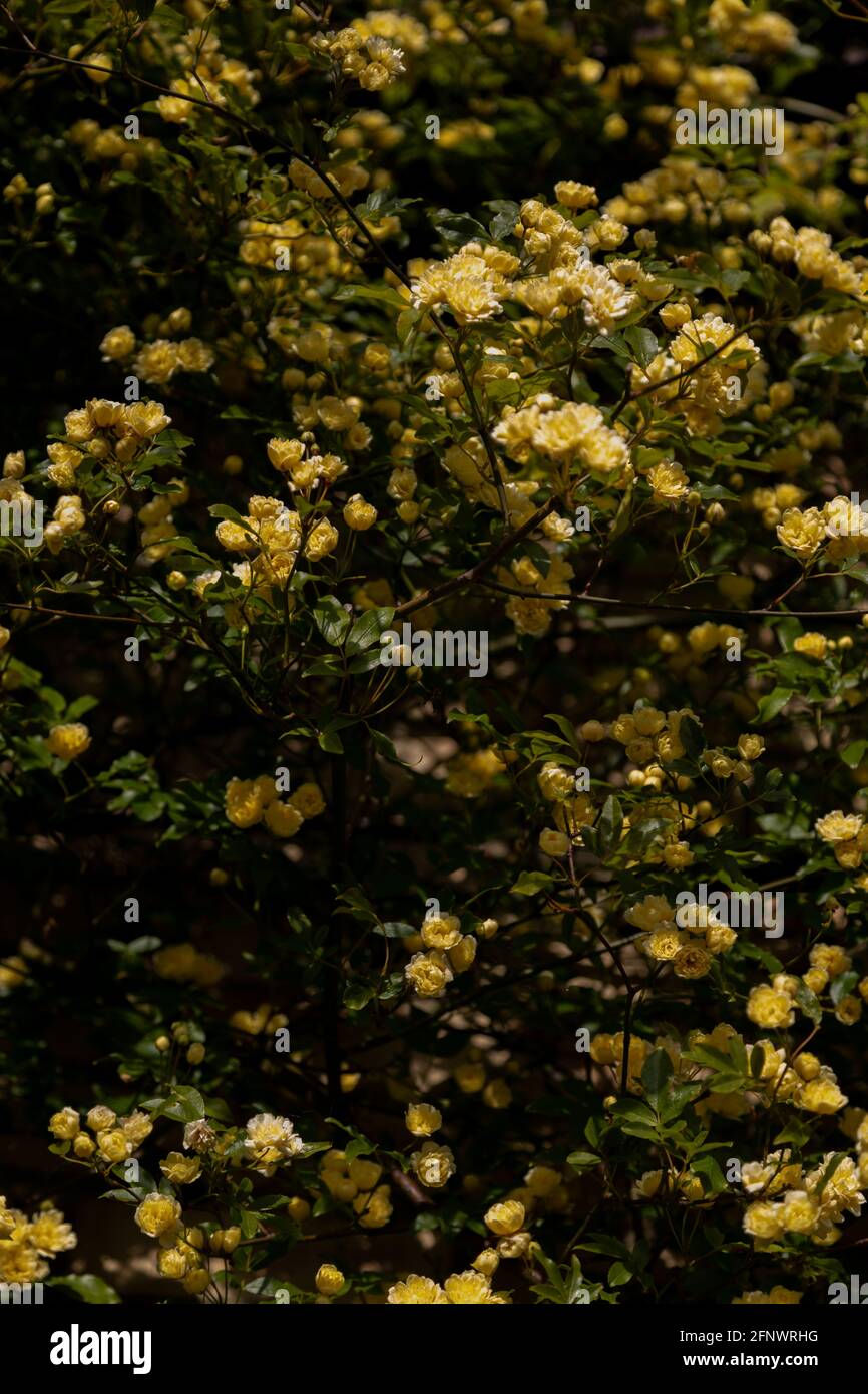 Mass of roses Rosa Banksiae Lutea (Yellow Banks' rose Stock Photo Alamy