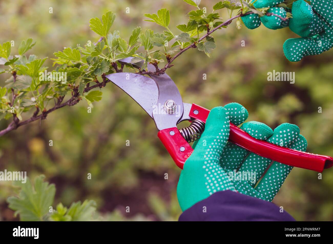 Work with garden shears. The process of pruning bushes Stock Photo Alamy