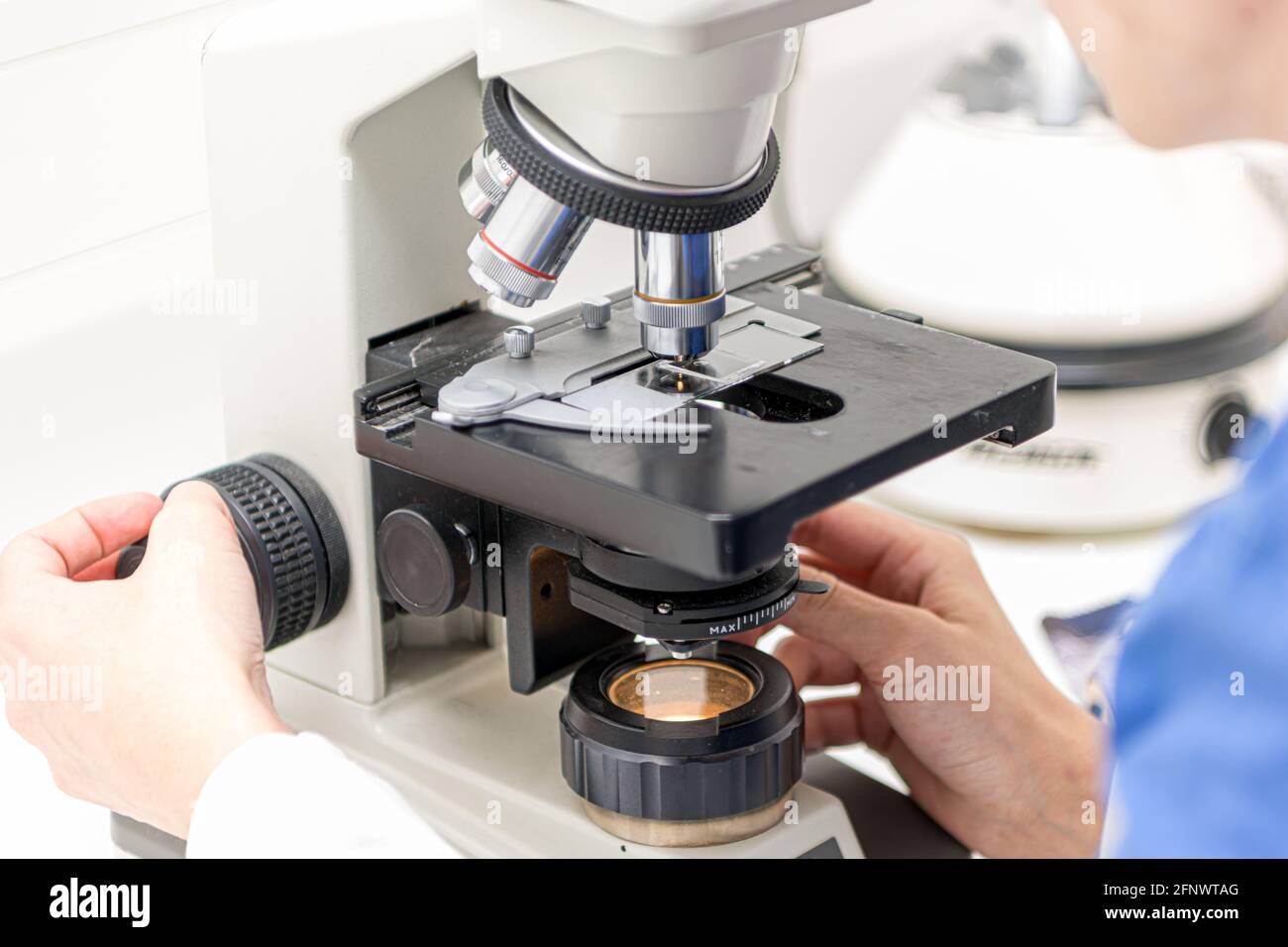 Veterinarian puts a sample under the microscope and examines for pathogenic germs. Stock Photo