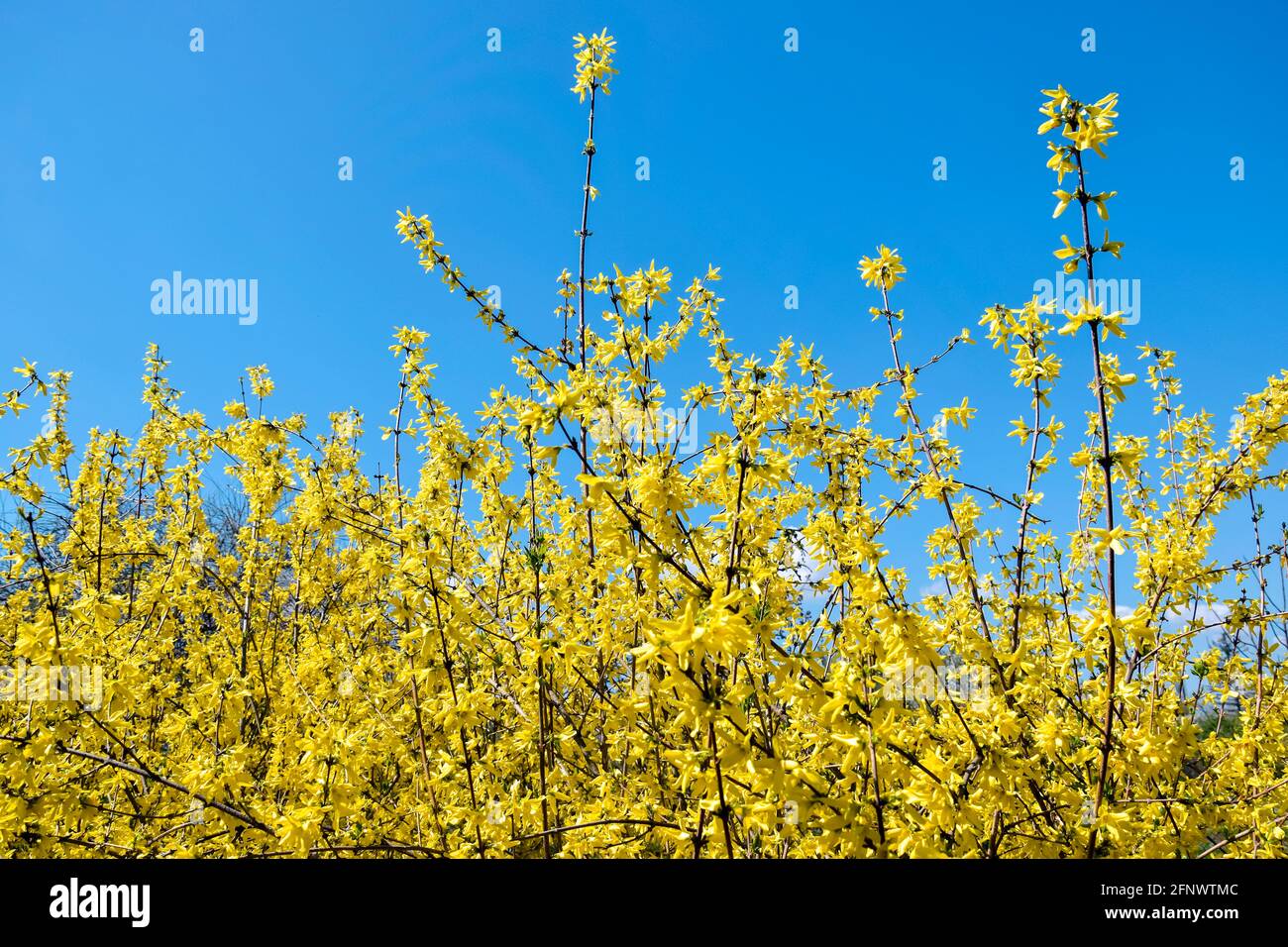 Bright yellow flowering of Forsythia against blue sky. Shrub from family of Olives (Oleaceae). Most forsythia species originate from China. Copy space Stock Photo
