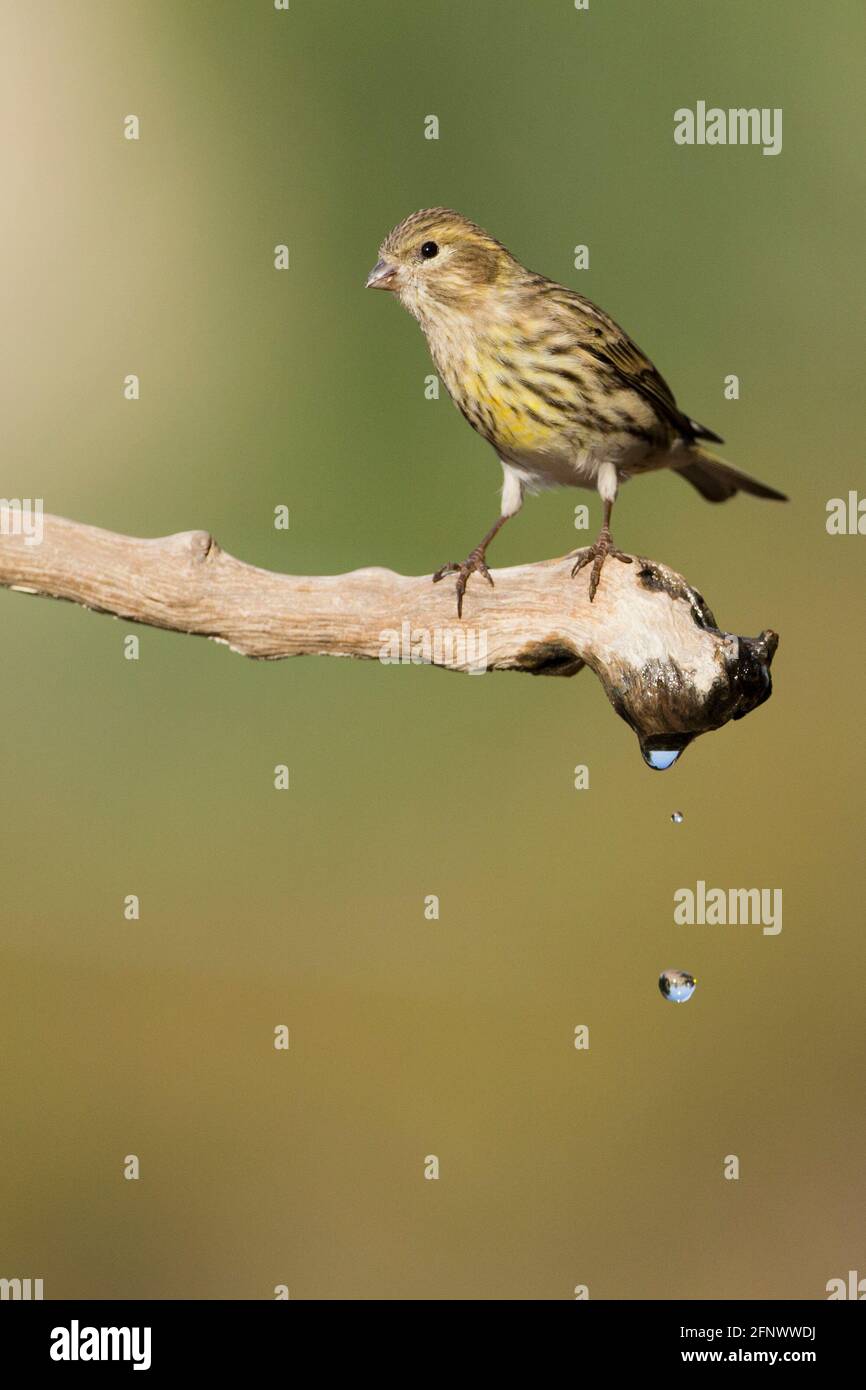 European serin, or simply the serin (Serinus serinus) Stock Photo