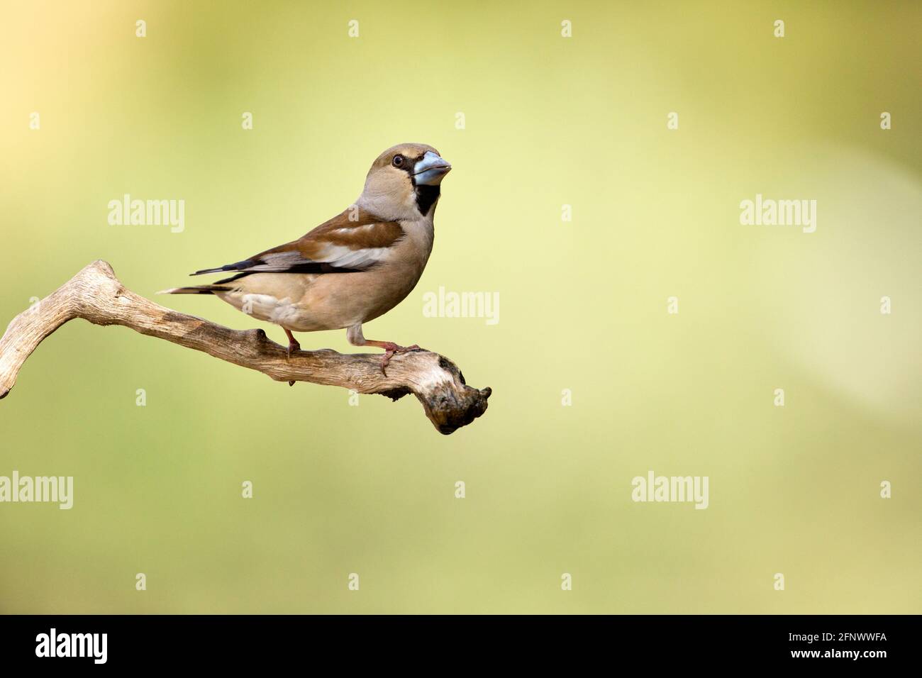 hawfinch (Coccothraustes coccothraustes) Stock Photo