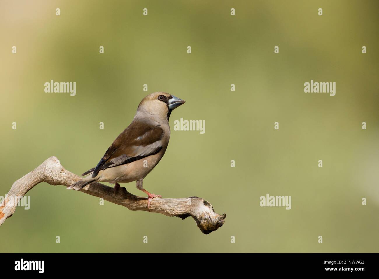 hawfinch (Coccothraustes coccothraustes) Stock Photo