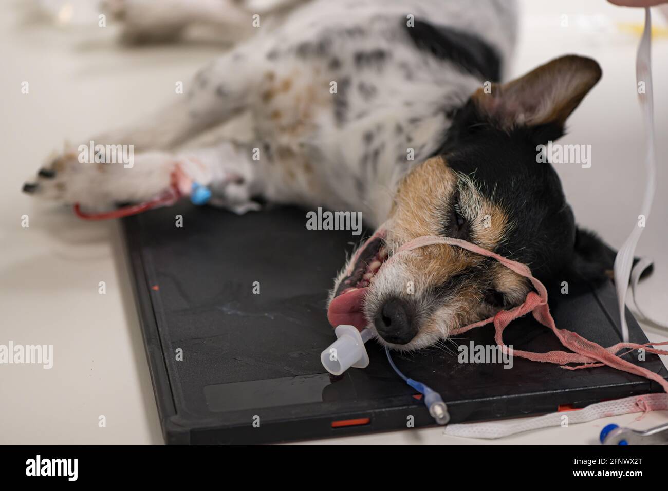 Vet xrays small cute Jack Russell Terrier dog after surgery. The tube for artificial