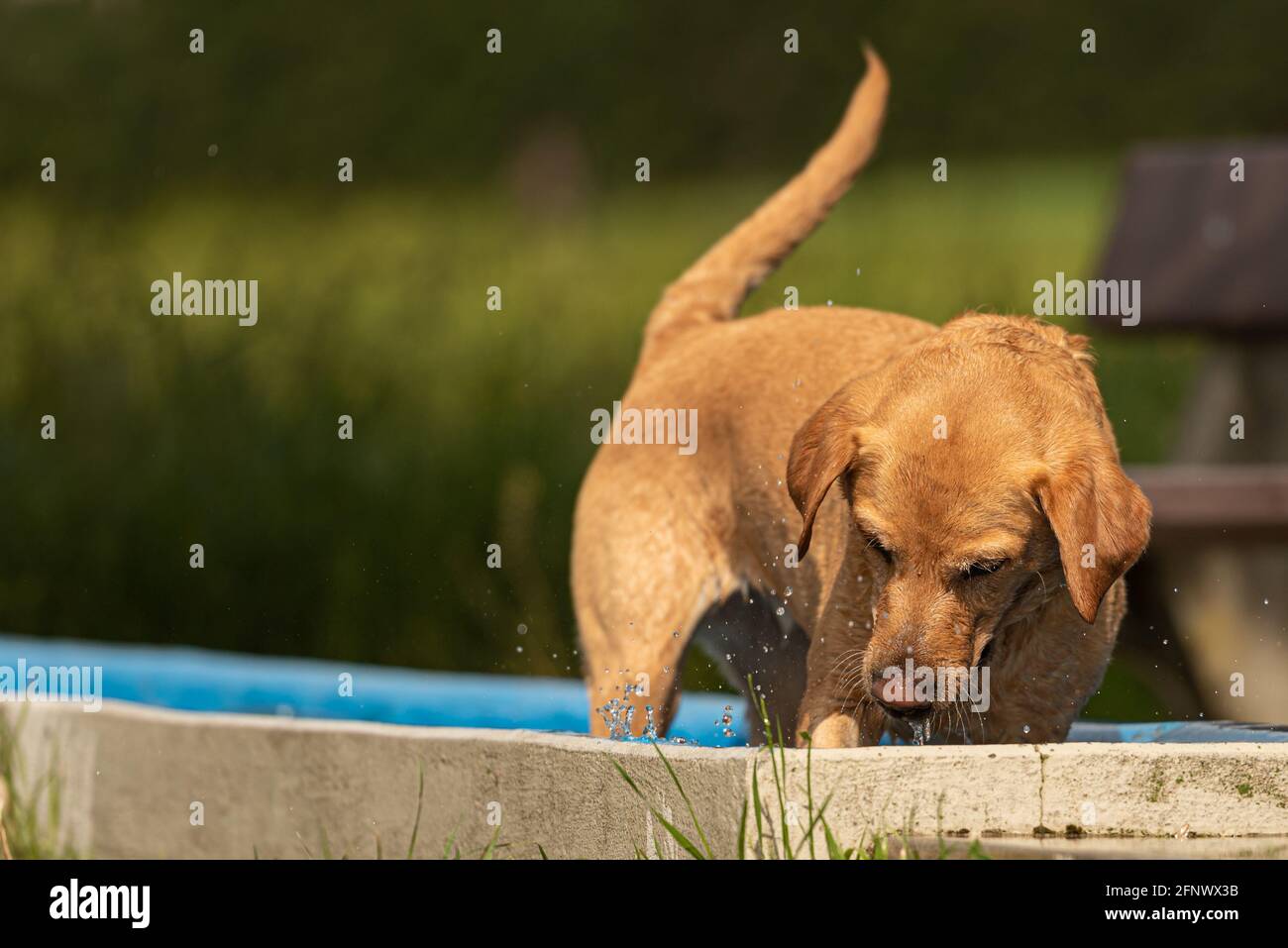 Adorable young Golden Retriever dog is playing in the water and has joy ...