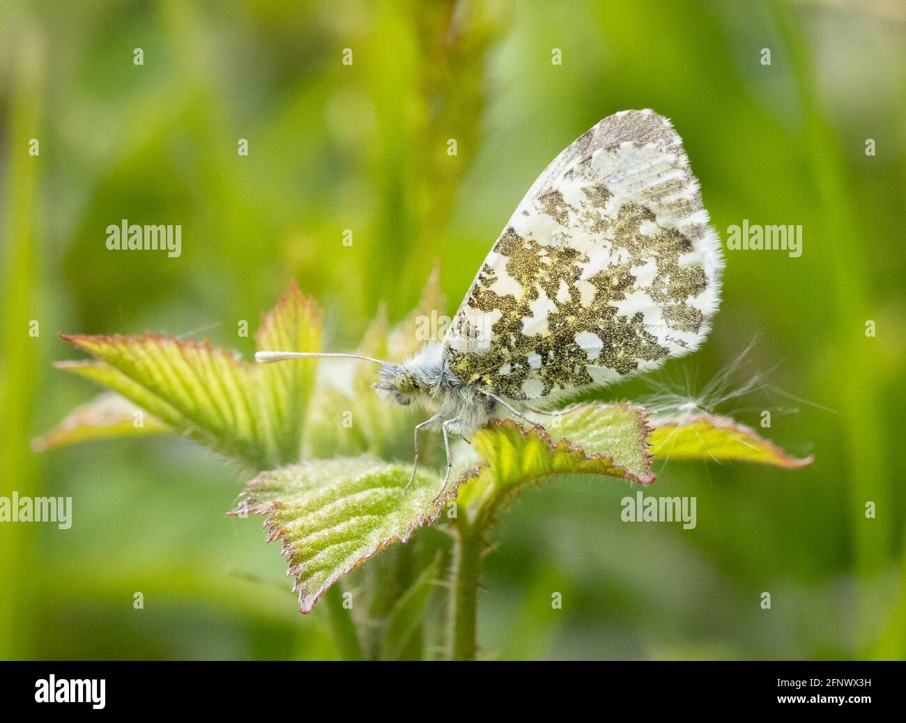 Female Orange Tip Anthocharis cardamines at rest with wings closed on bramble - Herefordshire UK Stock Photo