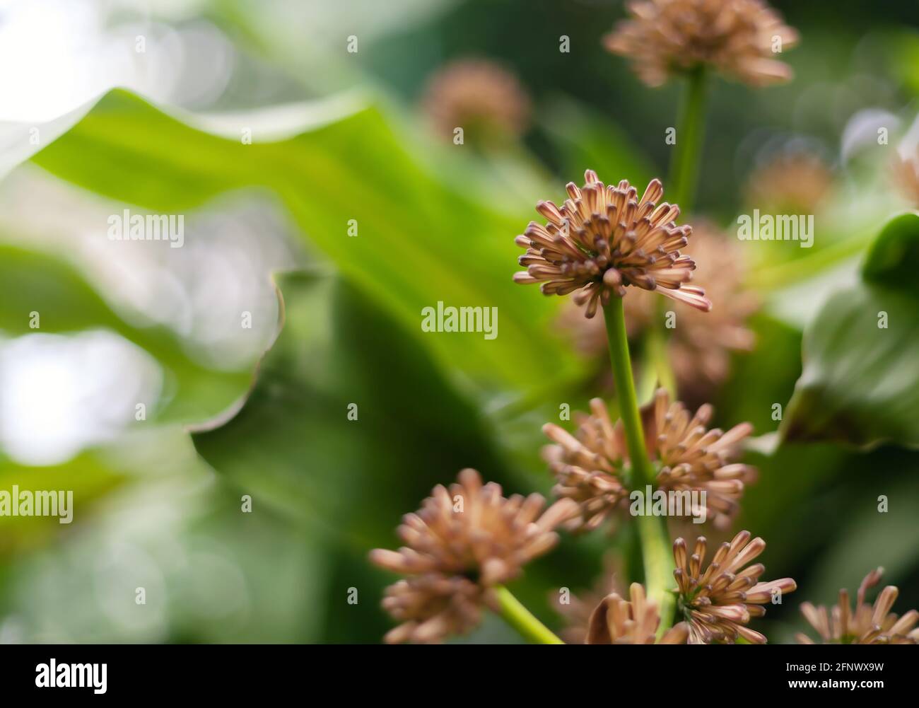 Popular plant in Thailand. Dracaena flowers are fragrant, the Thai name for the sacred Vassana tree. Stock Photo
