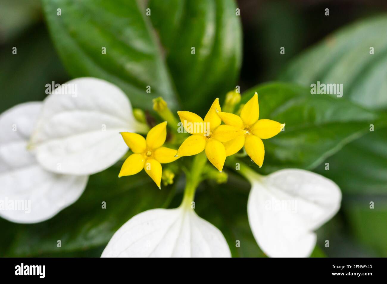 Small yellow flowers with white leaves in Hong Kong. Close-up of Splash-of-white. Stock Photo
