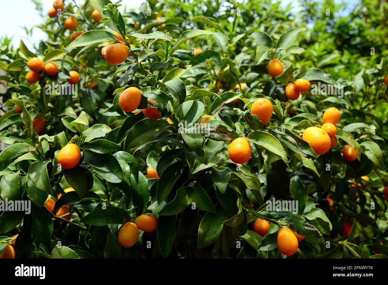 The kumquat or cumquat is a small fruit tree belonging to the Rutaceae family. Stock Photo