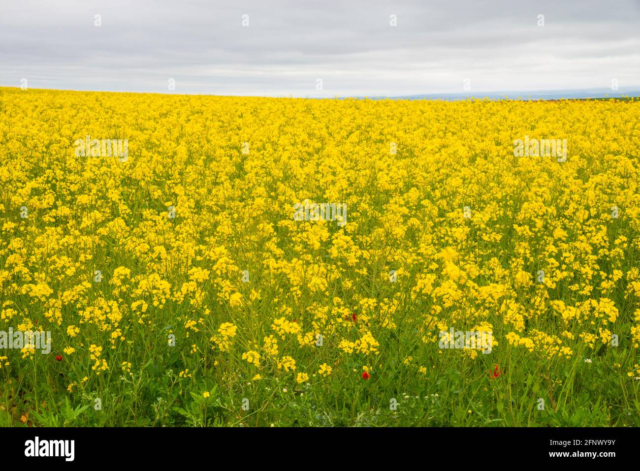 Colza plantation. Spain. Stock Photo