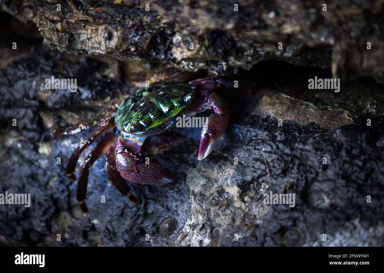 Striped Shoreline Crab Stock Photo