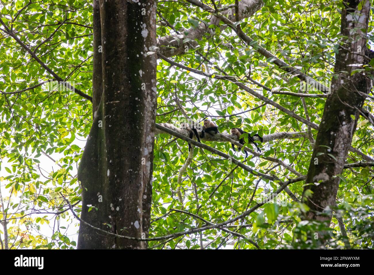 The Panamanian white-faced capuchin (Cebus imitator), also known as the ...