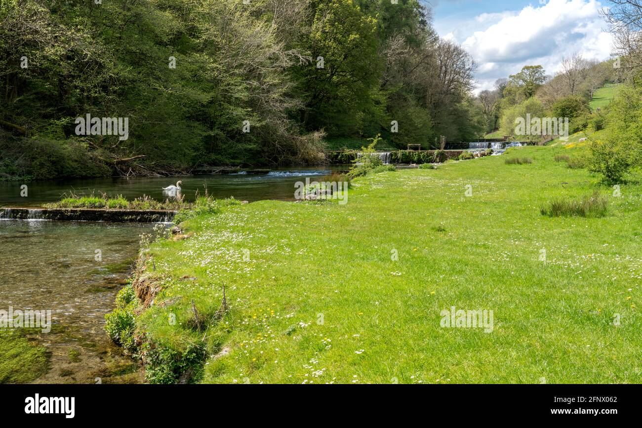 Water meads weirs and trout pools along the lower reaches of Lathkill Dale in the Derbyshire Peak District UK Stock Photo