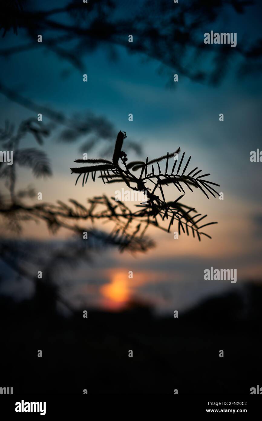 Sunset over the Silhouette of tree and mountain in the dark moody ...