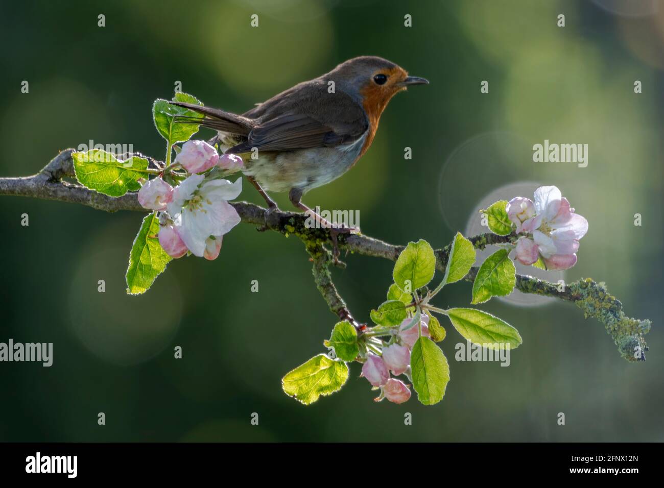 Robin perched on apple blossom branch Stock Photo