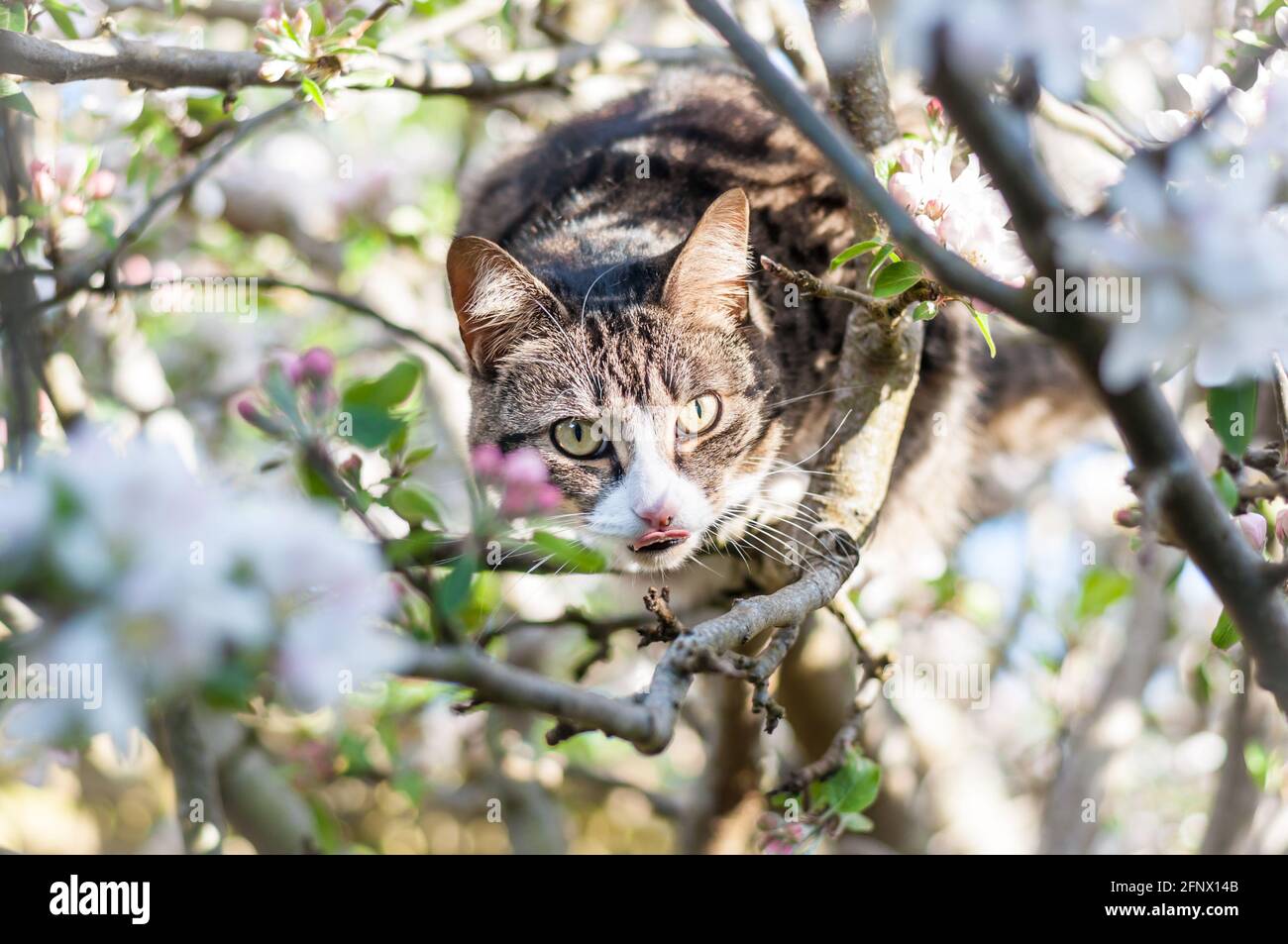 A female short-haired tabby cat (Felis catus) sitting on a blossoming apple tree (Malus domestica) with her tongue out Stock Photo
