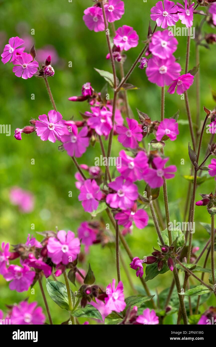 Morning campion, also known as red  or pink campion or silene dioica. Flowers were photographed in a wildflower meadow in late spring. Stock Photo