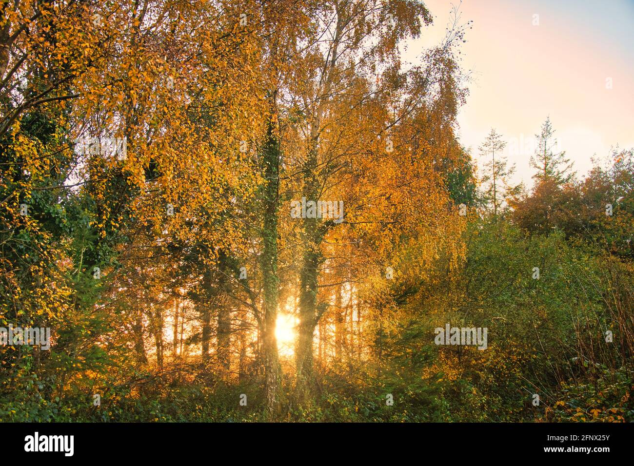 Autumn colours. Yellow trees of the forest against the sun just above horizon Stock Photo