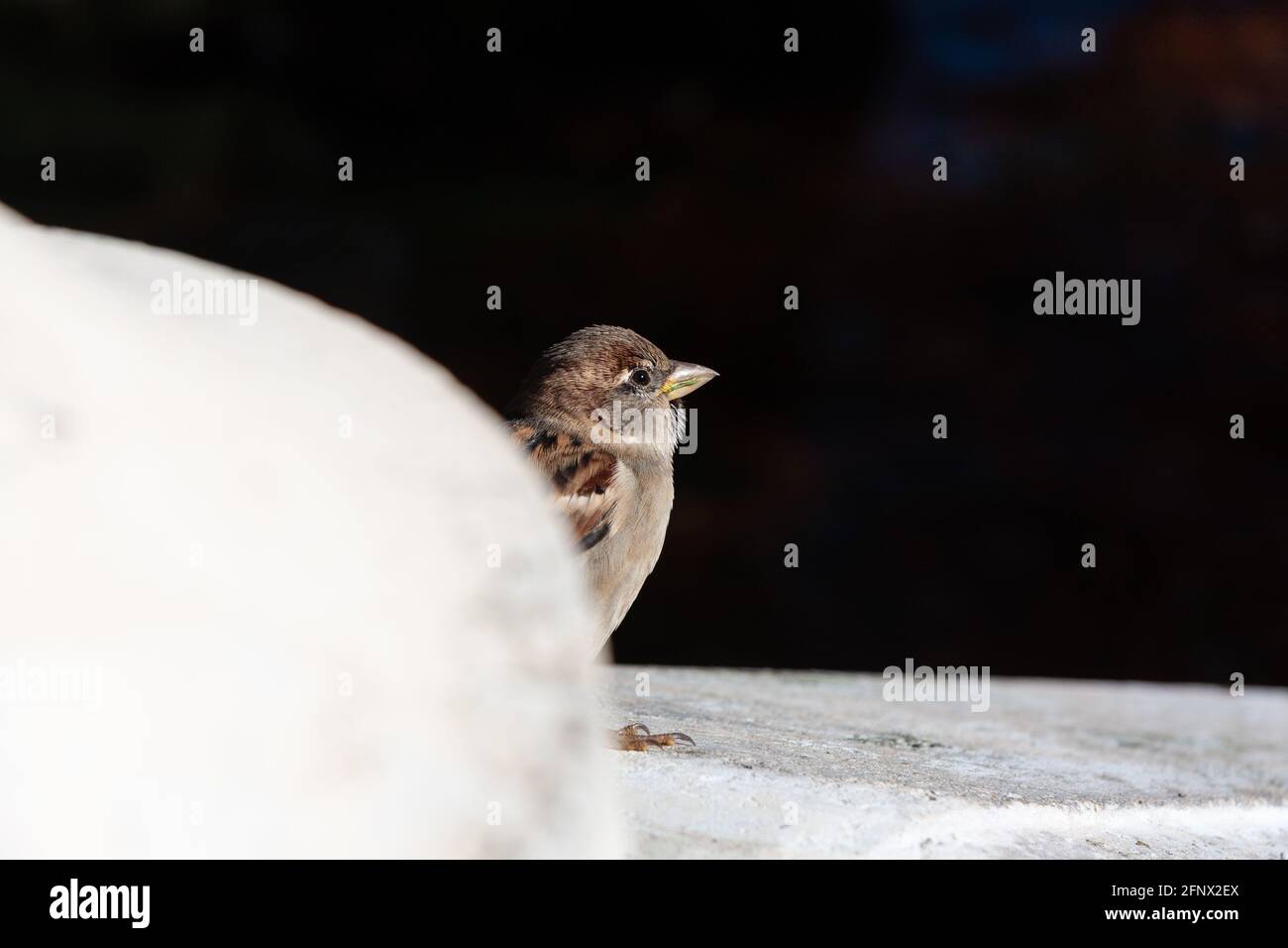 Small female sparrow looking to the sun with curiosity and shyness on a stone railing. Selective focus. Horizontal photography. Copy space. Stock Photo