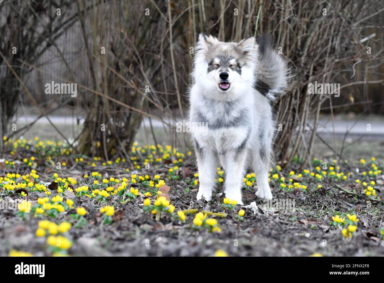Portrait of a young puppy Finnish Lapphund dog in spring season Stock ...