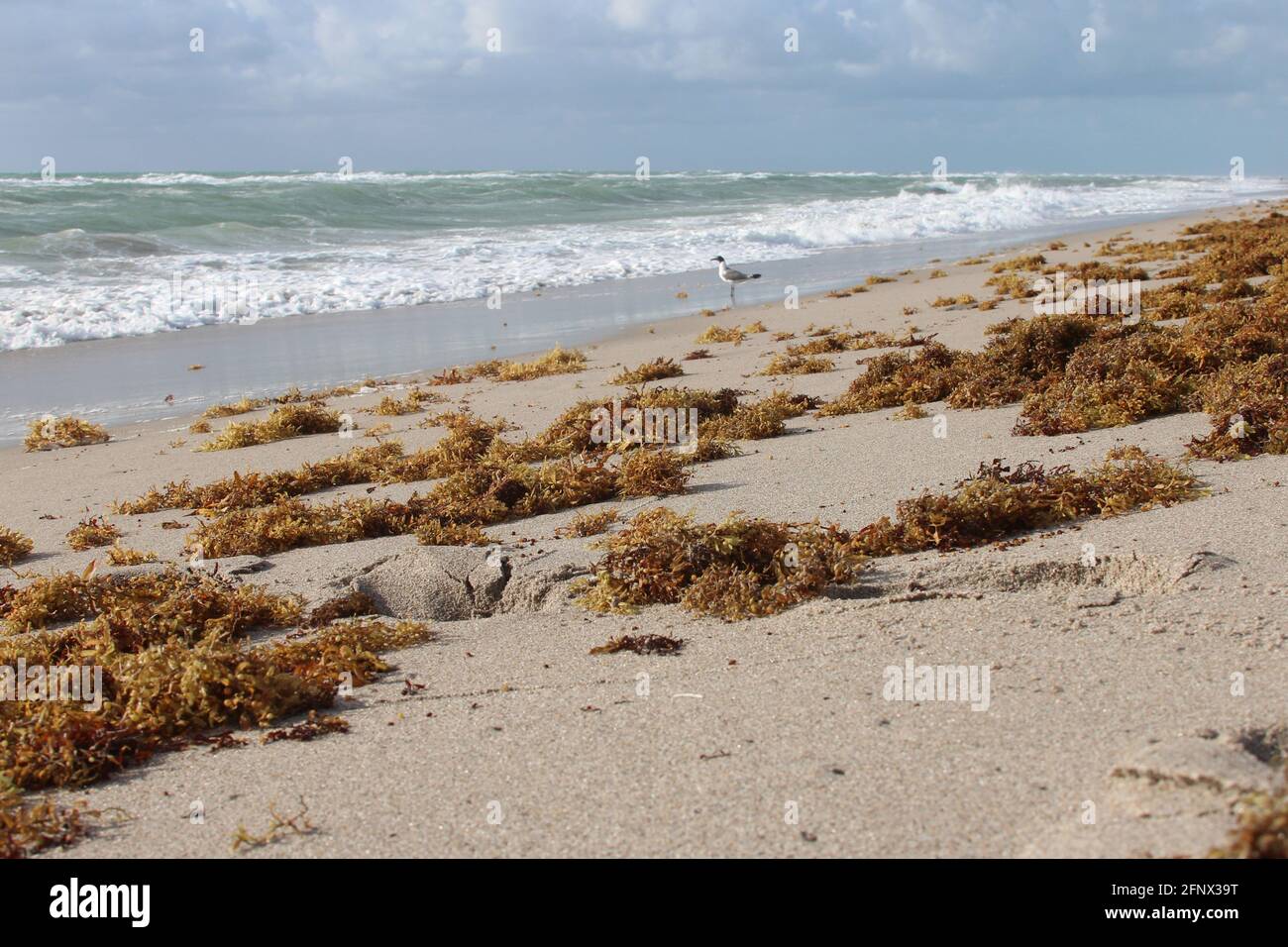 sea weed on the beach Stock Photo