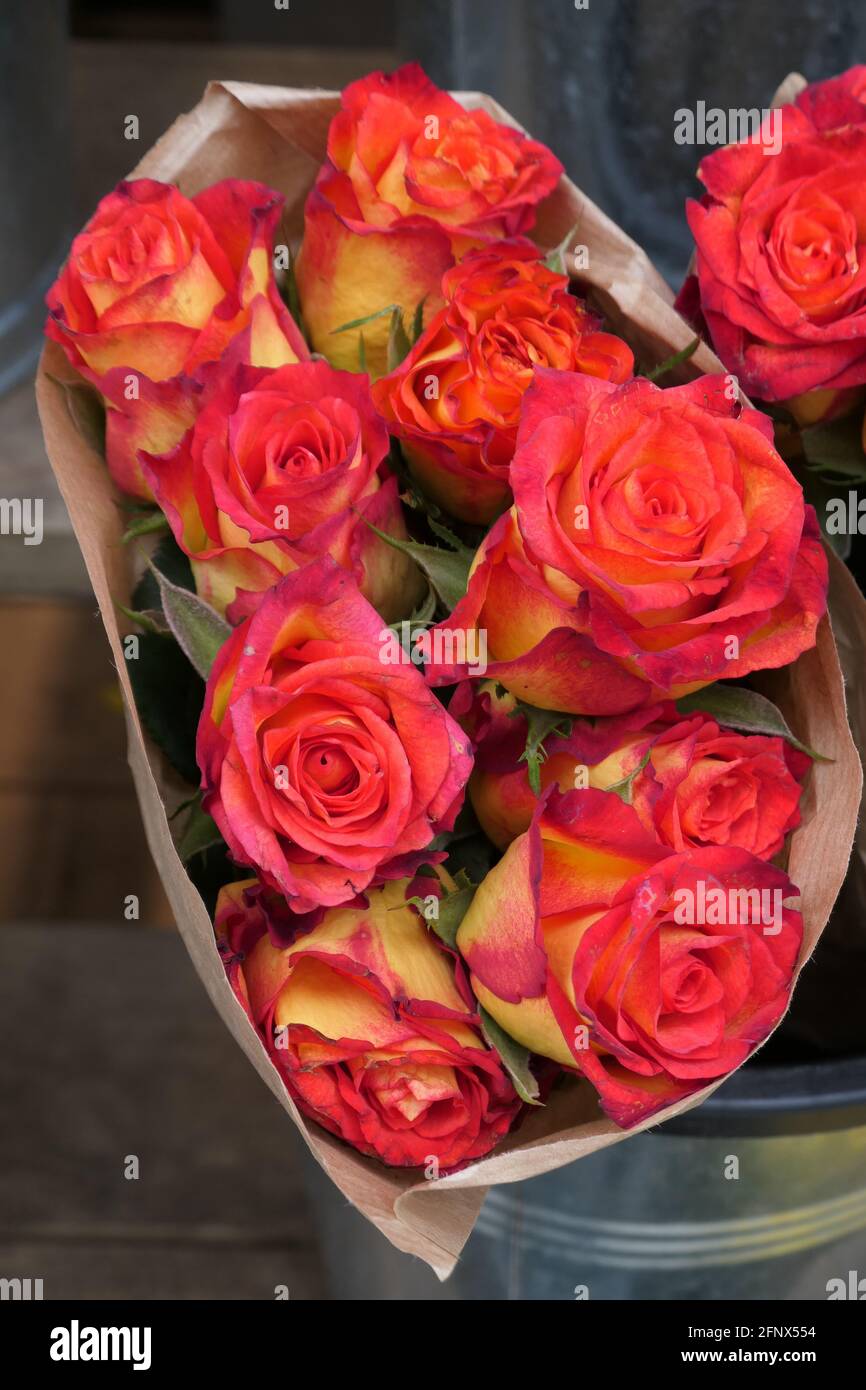 Schöner Strauß frischer Rosen / Beautiful Roses Stock Photo