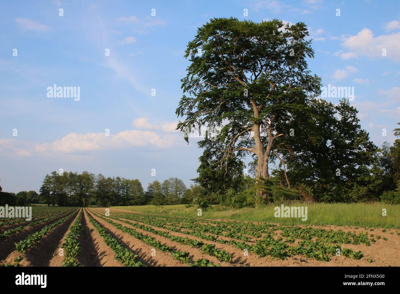 Landwirtschaftliches genutztes Feld Stock Photo