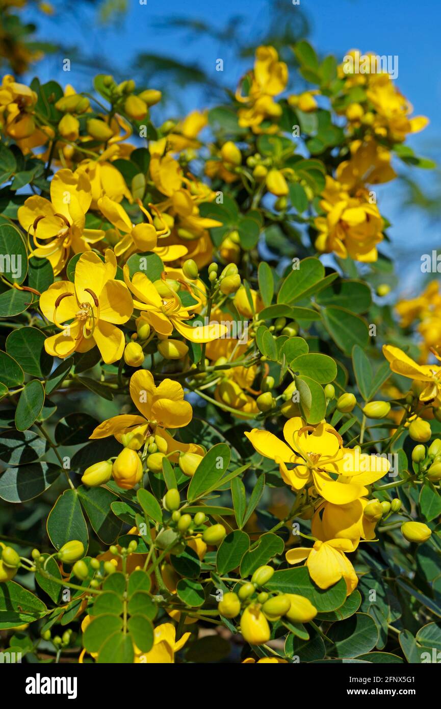 Cassia Auriculata Tree | informacionpublica.svet.gob.gt