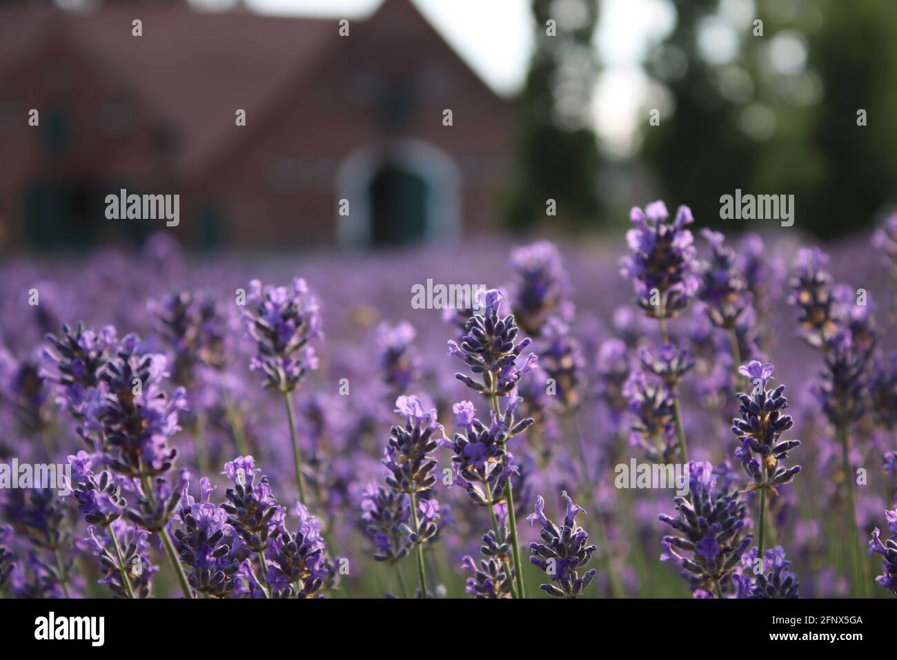 Lavendel vor einem Bauernhof nahe Meppen/ Emsland/ Lavender in front of an old farmhouse in Germany Stock Photo
