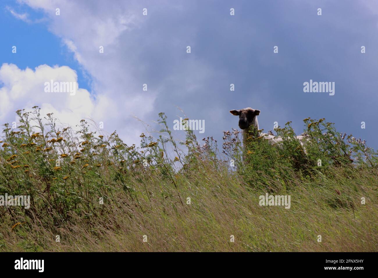 Interessed sheep looking Stock Photo
