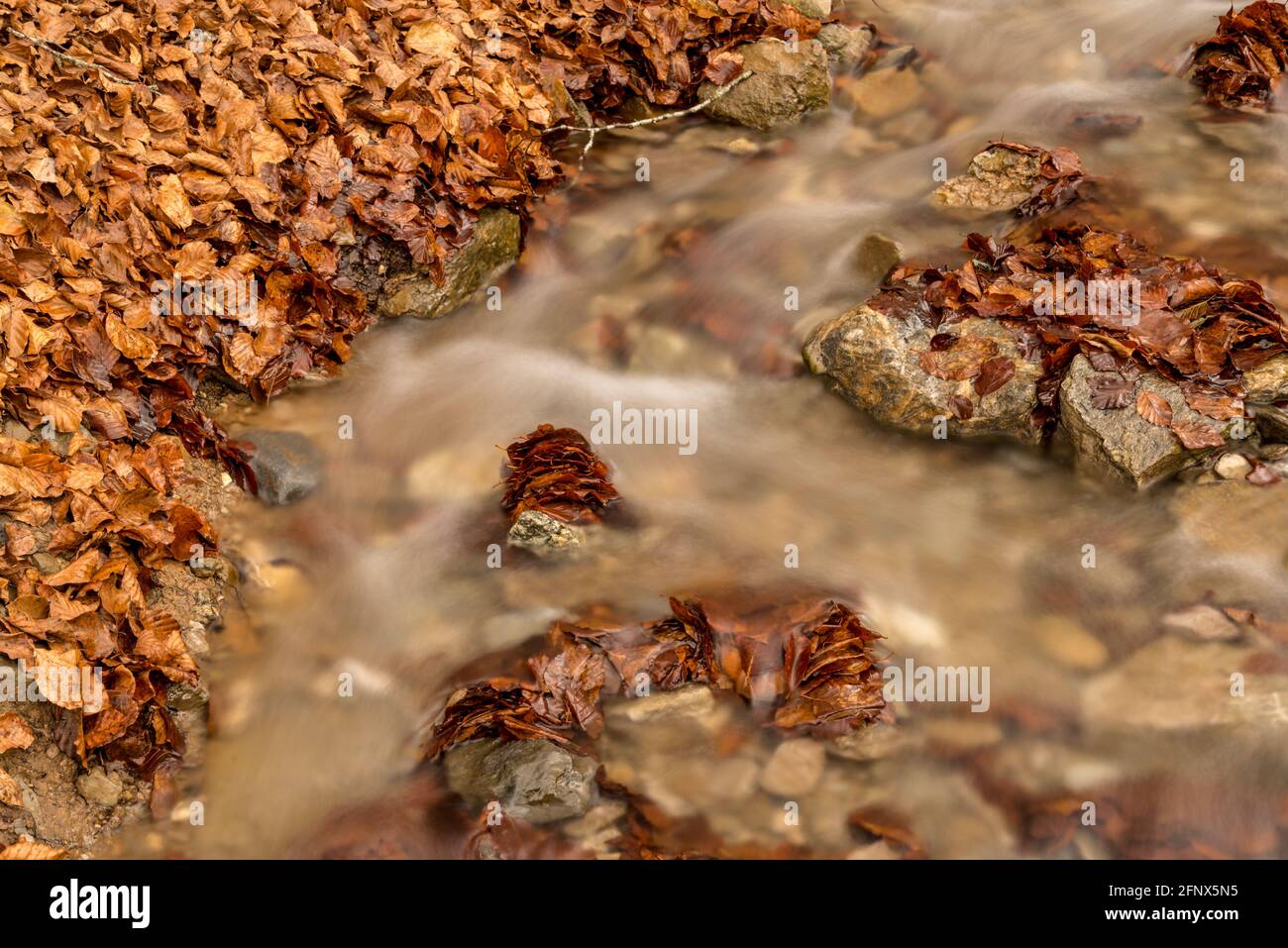 Water stream with brown fallen leaves in Gavarnie circus France autumn at long exposure frozen Stock Photo