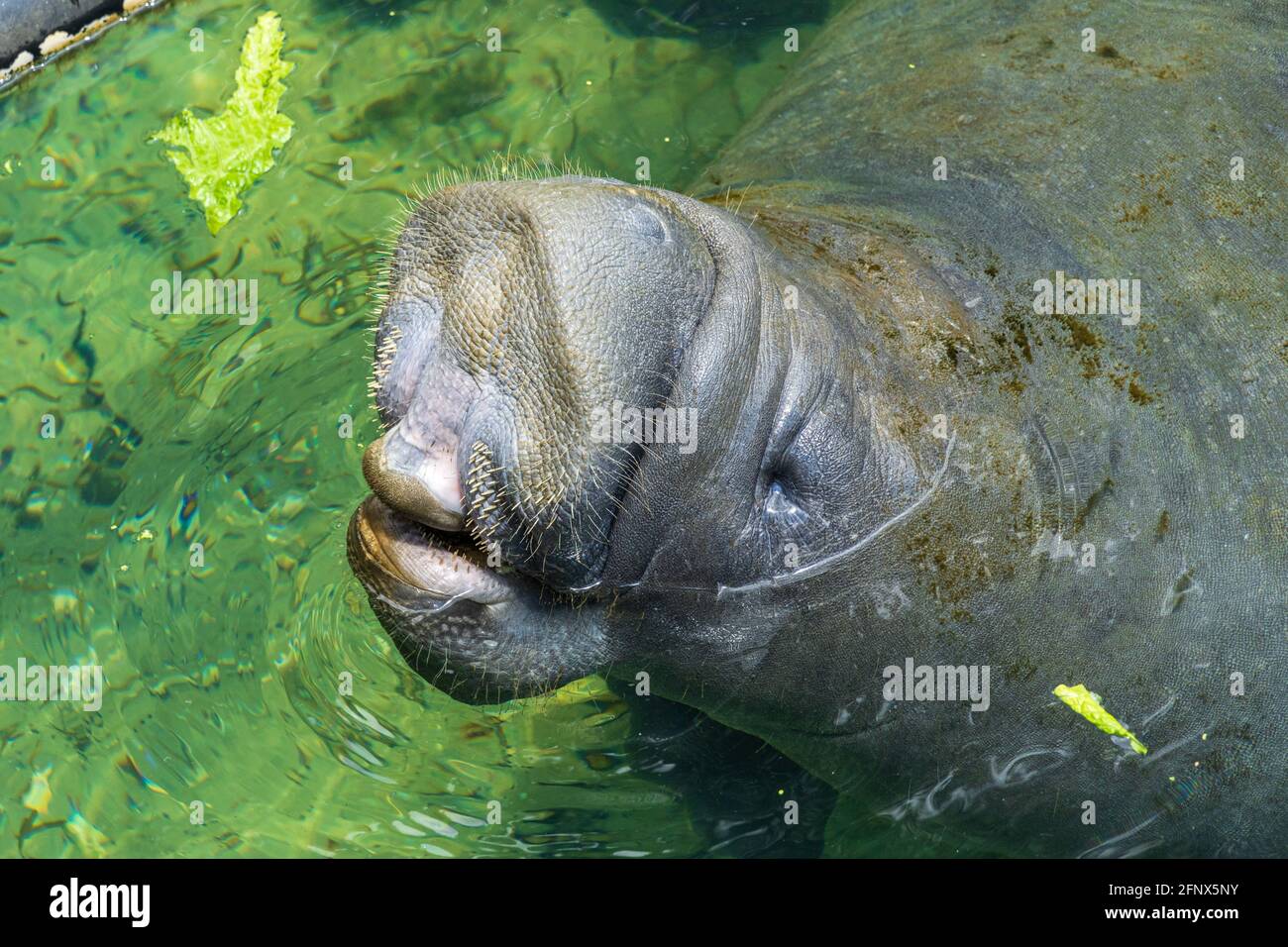 West Indian manatee (Trichechus manatus) begging for lettuce - Ellie Schiller Homosassa Springs Wildlife State Park, Homosassa, Florida, USA Stock Photo