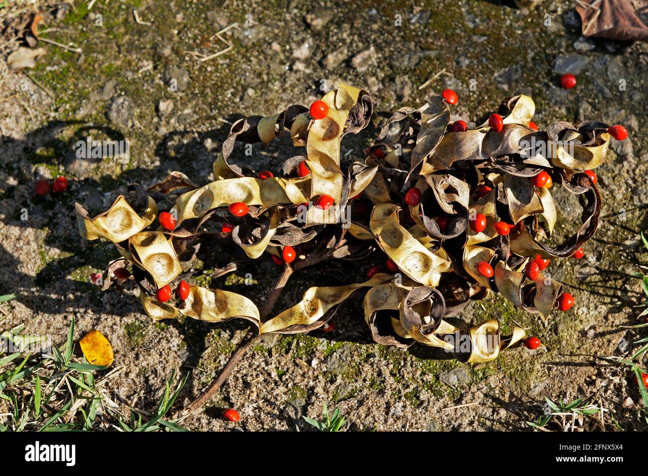 Leguminous tree seeds on floor (Adenanthera pavonina) Stock Photo