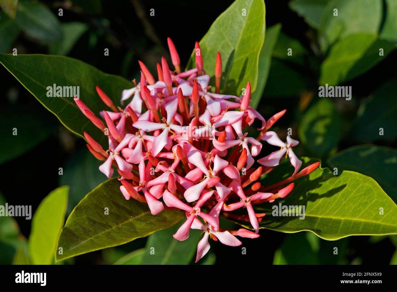 Jungle geranium, flame of the woods or jungle flame (Ixora coccinea) Stock Photo