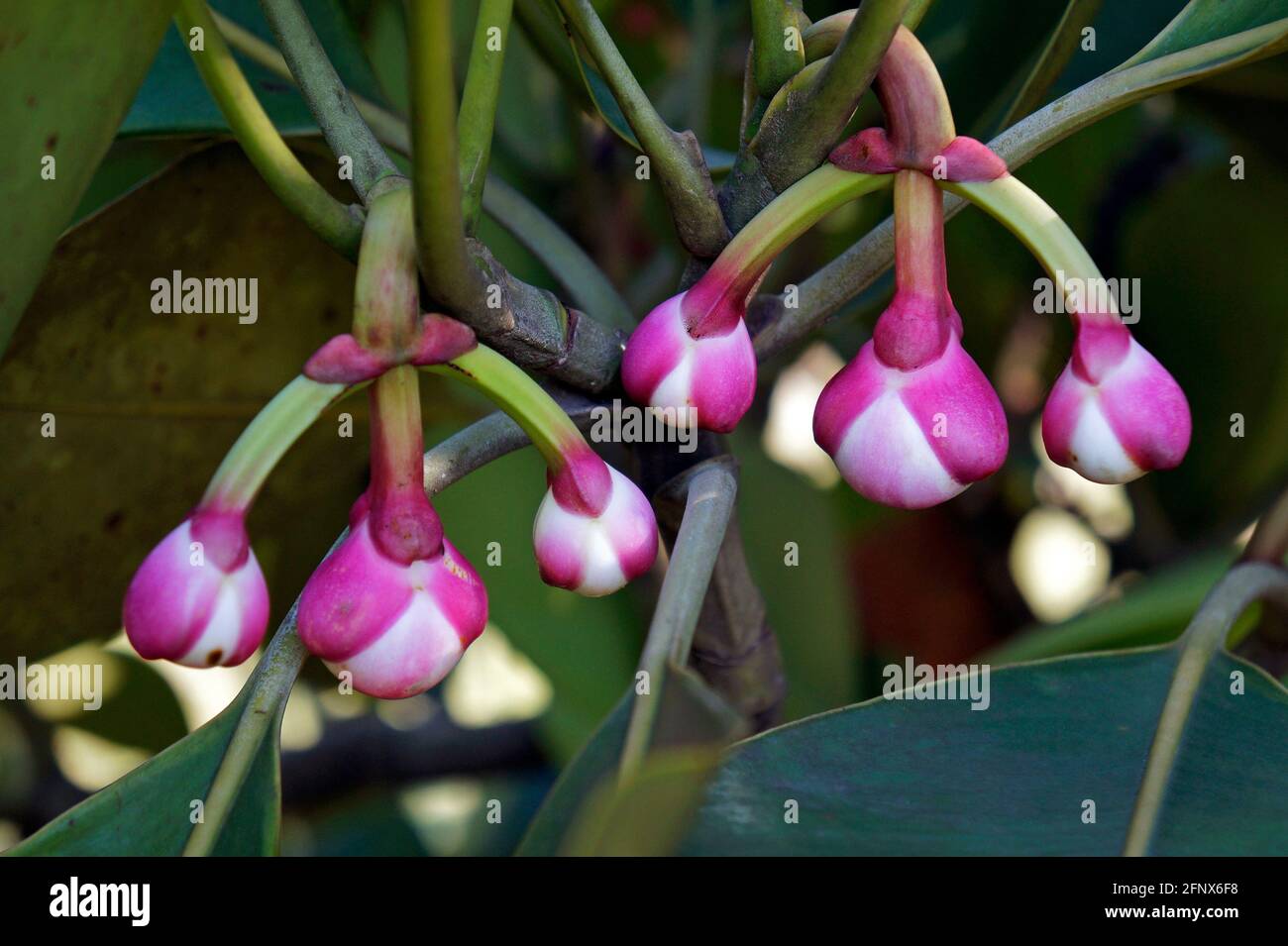 Buds of clusia flower (Clusia grandiflora) Stock Photo